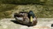 canard en chef